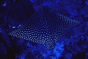 Spotted stingray swimming