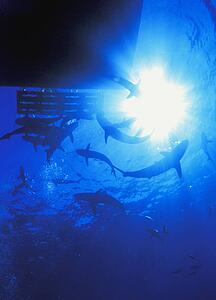 Sharks off edge of boat as seen from below
