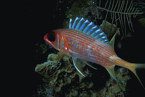 Striped squirrelfish