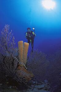 Scuba diver photographing coral growths