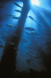 Fish passing through