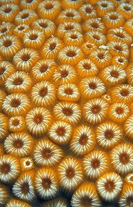 Closeup of sun polyps