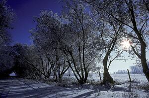 Sun behind trees on winter morning