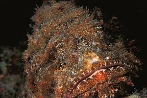 Lionfish