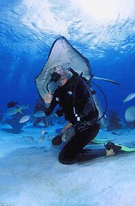 Scuba diver playing with sting ray