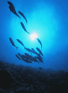 School of fish seen from below