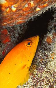 Orange grouper hiding by rock