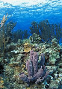 Azure tube sponge on coral reef