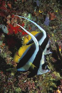 Long finned banner fish