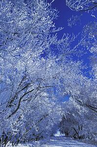 Snow and frost covered trees