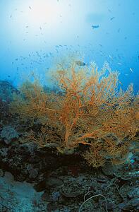 Yellow coral