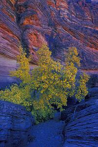 Tree on side of mountain