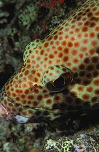 Closeup of fish head