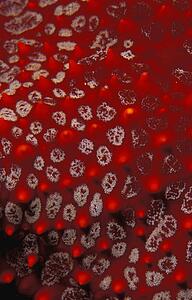 Closeup of starfish skin