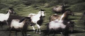 Wild horses on the move