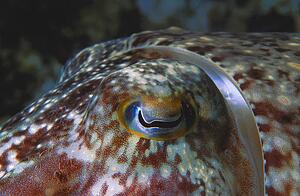 Closeup of fish eye
