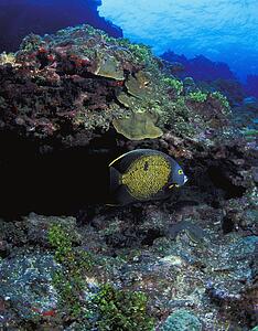 Angelfish hiding under rock