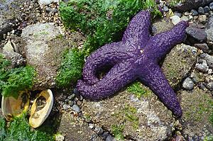 Purple starfish on rocky shore