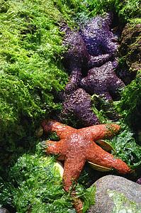 Purple and red starfish