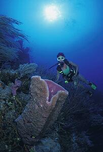 Interesting coral
