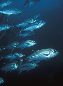 School of fish