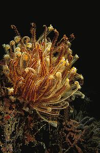 Basket Star