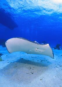Southern Stingray