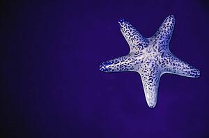 Starfish