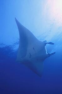 Stingray