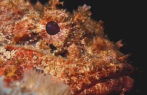 Closeup of fish head