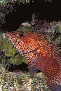 Red grouper