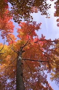 Autumn trees