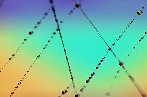 Spider web with dew