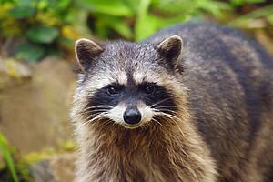 Raccoon