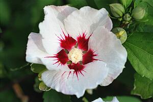 Red and white flower