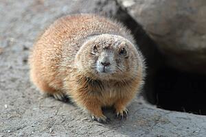 A beaver
