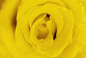 Yellow rose