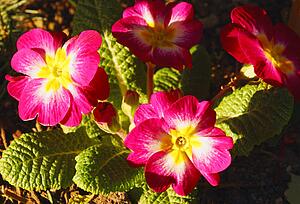 Primrose flower