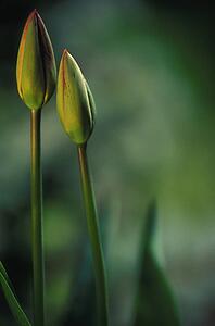 Closed tulips