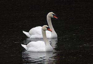 Pair of white swans