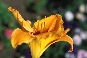 Yellow gold flower
