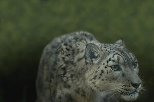 A snow leopard