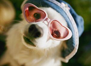 A cute dog wearing sunglasses