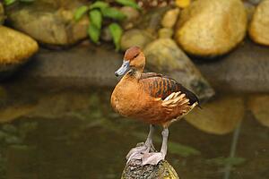 A duck perched on a rock