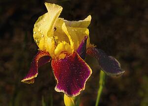 Dewy iris