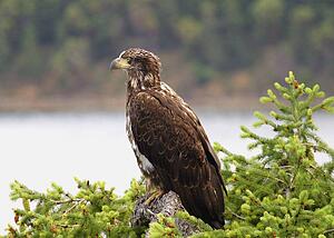A bald eagle