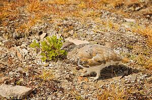 A bird in camouflage
