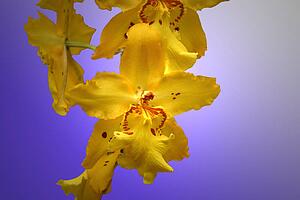 Yellow flowers
