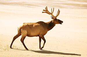 Elk lets out a cry