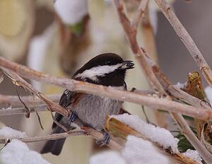 Small bird with a seed